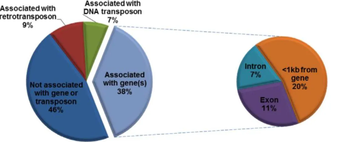 Table 2. Ant species/lineages used for PCR amplification of PbTRIM elements.