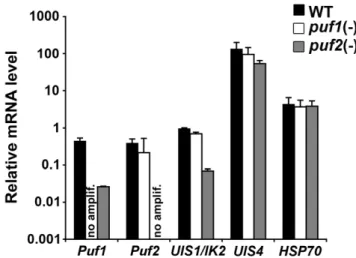 Figure 7. puf2(-) sporozoites have reduced levels of Puf1 and UIS1/IK2 mRNA. Shown is an expression profiling by RT-qPCR analysis of Puf1, Puf2, UIS1/IK2, UIS4 and HSP70 mRNA levels in WT, puf1(-) and puf2(-) P