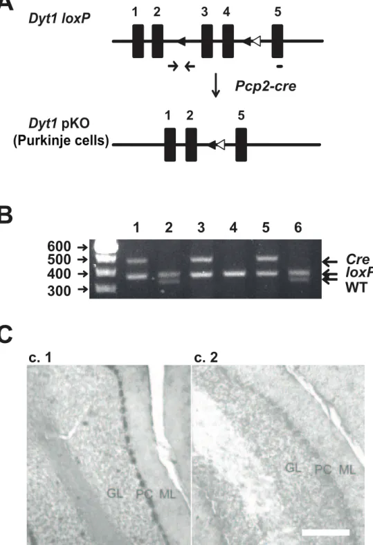 Figure 2. Generation of Dyt1 pKO mice. (A) Schematic diagram of the generation of the Dyt1 pKO mice