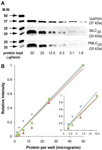 Figure 1. Signal linearity with western blots. A. Tris-Glycine-SDS gels were loaded with total uterine myocyte lysate (2-fold dilutions from 50 mg to 1.6 mg)