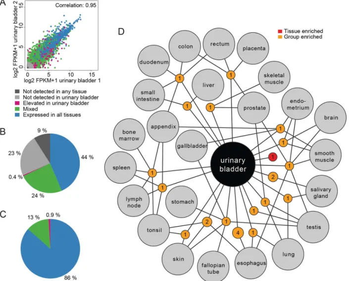 Fig 1. Classification of all protein-coding genes based on their expression in human urinary bladder tissue