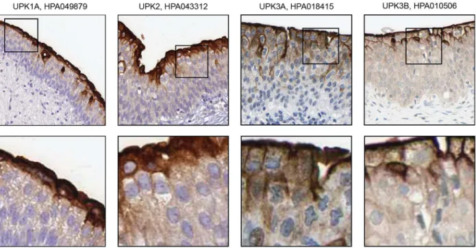 Fig 3. Immunohistochemistry-based protein profiling of elevated genes in urinary bladder that are expressed in umbrella cells