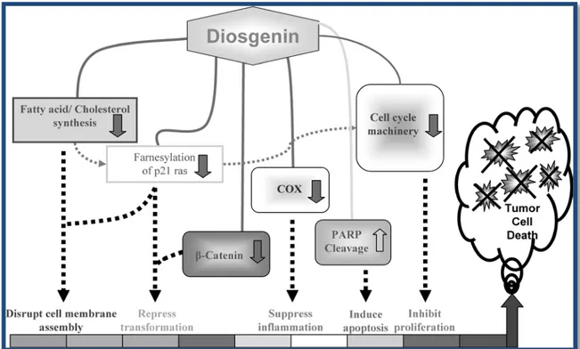 Figura  5  -  Representação esquemática dos mecanismos de acção plausíveis da diosgenina a nível  celular como agente anticancerígeno