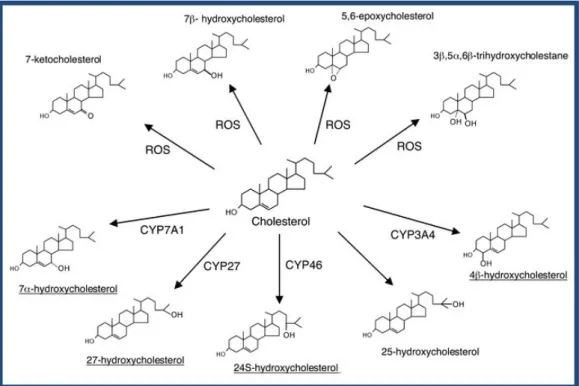 Figura 6 - Reacções de oxigenação do colesterol (Bjorkhem, I., 2002) 