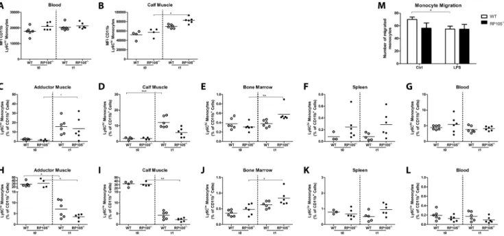 Figure 6. Monocyte activation in RP105 2/2 mice after induction of HLI. LDPI quantification of WT (A) and RP105 2/2 (B) mice