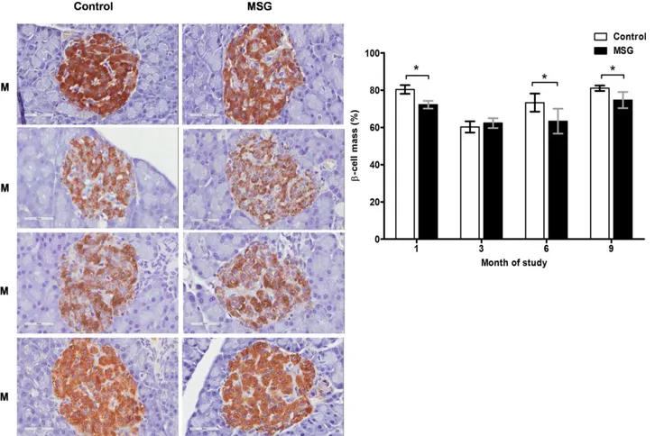 Fig 4. Representative immunohistochemistry (left) and prevalence (right) of insulin staining in control versus MSG-treated groups at 1, 3, 6, and 9 months (x400)