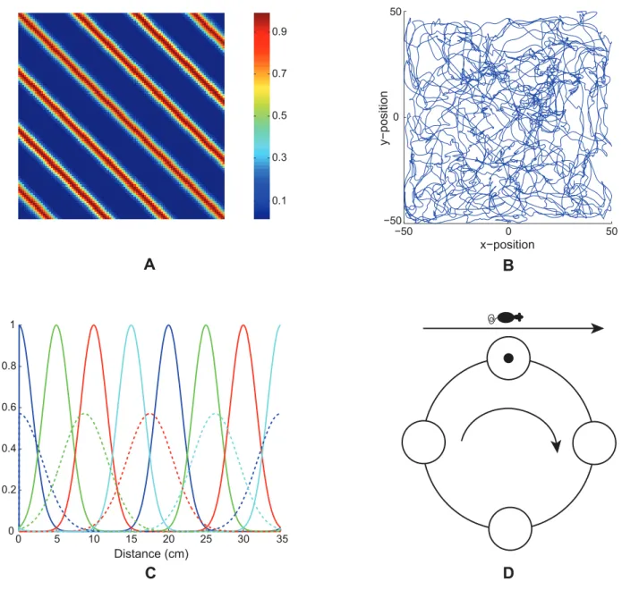 Figure 1. Linear path integration inputs. (A) Spatial response of a model stripe cell with a spacing of 20 cm in a 100 cm6 100 cm environment.