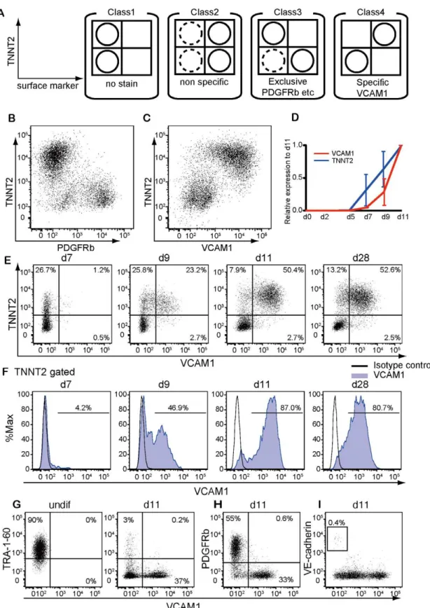 Figure 2. Cell surface marker screening. (A) Classification of cell surface markers and schematic dot plot diagrams for each class