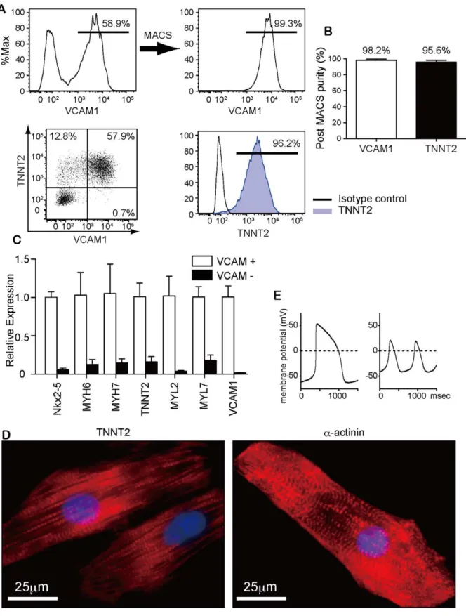 Figure 3. Purification of cardiomyocytes with VCAM1. (A) Representative flow-cytometry histogram of pre- and post-MACS purification with VCAM1 at d11