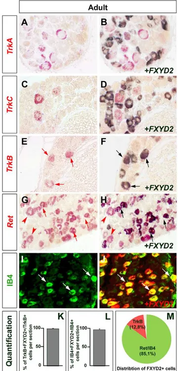 Figure 2. Restricted expression of FXYD2 in TrkB+ mechanocep- mechanocep-tive and Ret+/IB4+ non-peptidergic noniceptive neurons within the DRGs