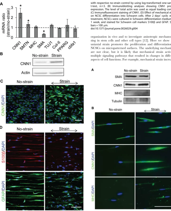 Figure 5. Long-term effects of mechanical strain on NCSC differentiation. Cyclic uniaxial strain (5%, 1 Hz, in parallel to microgrooves) was applied to NCSCs for 5 days