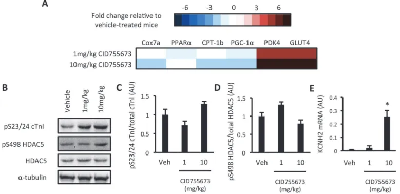 Fig 5. Assessment of PKD activation in CID755673-treated db/db mice. (A) Heat map of a PKD- dependent gene expression signature; (B) Representative western blots; (C) S23/24 cTn1 phosphorylation; (D) S498 HDAC5 phosphorylation; (E) KCNH2 gene expression in