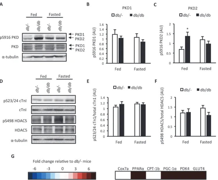 Fig 2. Assessment of PKD activation in db/db mice. (A) Representative western blots; (B) S916 PKD1 phosphorylation; (C) S916 PKD2 phosphorylation;