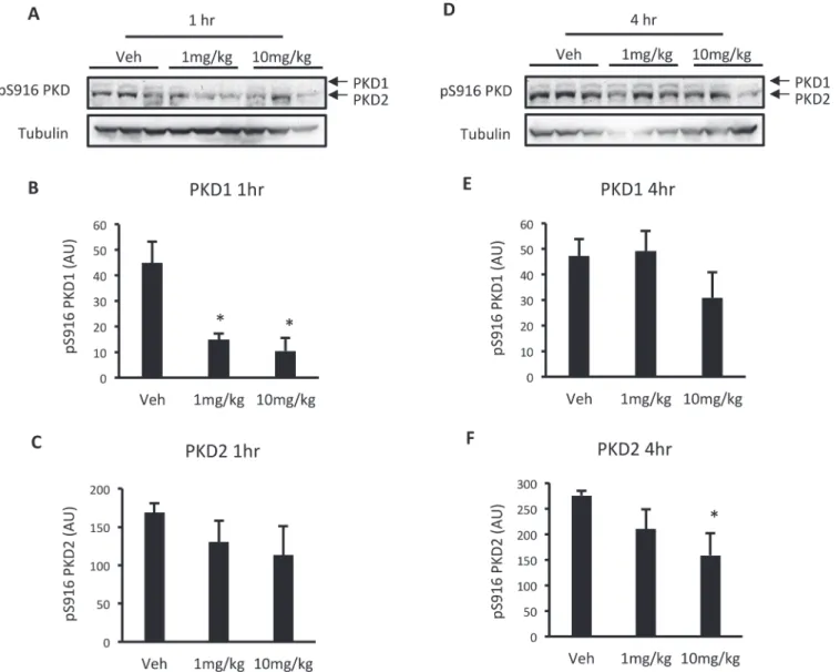 Fig 3. Acute CID755673 administration reduces PKD activity in a time and dose-dependent manner