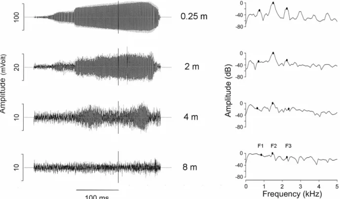 Fig 1. Oscillograms (left column) and power spectra (right column, 512 points, 86.13 Hz bandwidth) of a call of an Eupsophus calcaratus male recorded at different distances from its burrow opening (air temperature: 2.1°C, substrate temperature: 6.6°C)