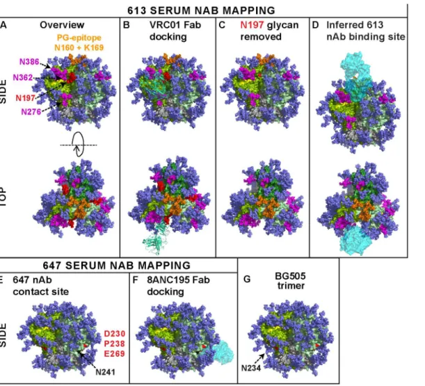 Fig 9. Modeling the epitope footprints of neutralizing sera 613 and 647. The binding sites of the two potently neutralizing rabbit sera 613 and 647 are modeled on BG505 SOSIP.664 Env trimers