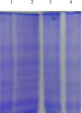 Fig 1. Effect of cisplatin and Syzygium cumini (L.) aqueous seeds extract on the SDS-PAGE pattern of the hepatic tissue of control and  experimental groups