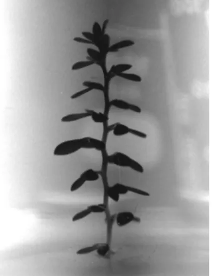 Fig. 1. Atypical plantlet of the genotype 4     