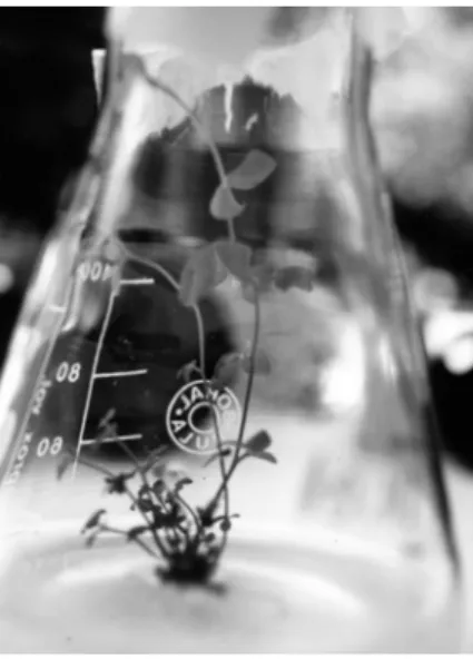 Fig. 3. Plantlet with normal fenotype 
