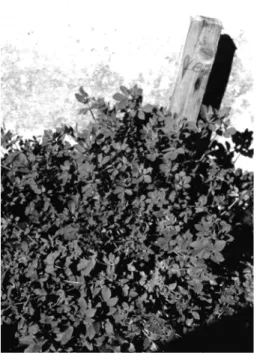 Fig. 5. Plant 4a in experimental field 