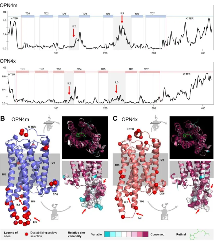 Figure 3. Destabilizing positively selected sites and conservation index in the OPN4m and OPN4x paralogs