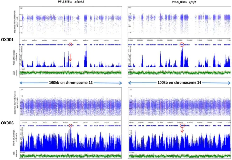 Figure 1. Identifying amplifications as areas of high MPS coverage. Length of sequence intervals between paired reads (nt) and coverage (read frequency) are plotted against chromosome position and %GC content for two loci in isolates OX001 and OX006