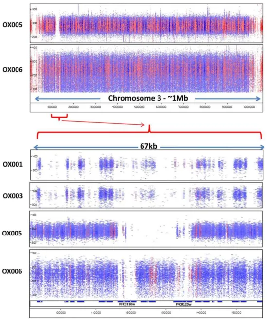 Figure 3. Evidence of a major deletion at the right end of chromosome 3 in isolate OX005