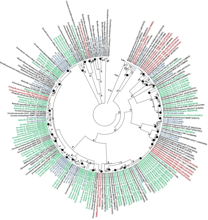 Figure 2. Phylogenetic analysis of bacterial 16S rRNA gene sequences of bacteria carried by PWN obtained from different countries (China - red, Portugal - green; USA - blue) and sequences available from NCBI