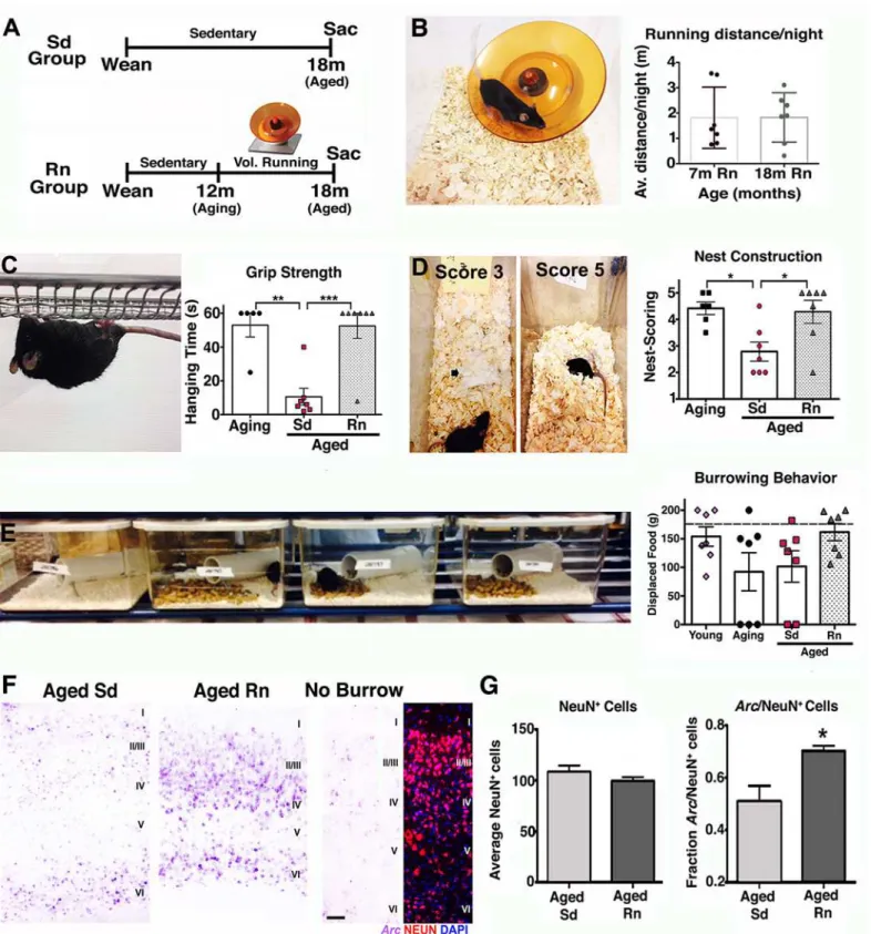 Fig 5. Exercise improves behavior and neuroplasticity in aged mice. (A) Experimental strategy for voluntary running experiments (Sd = sedentary, Rn = Runner, Sac = sacrifice)