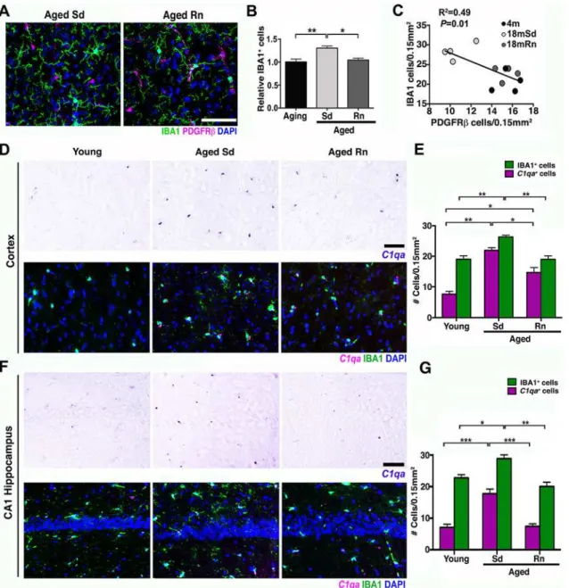 Fig 7. Exercise reduces C1qa + microglia/monocytes in the aged cortex. (A) Representative sections from an aged sedentary and aged runner mouse immunostained with PDGFRβ (magenta) for pericytes and IBA1 (green) for microglia/monocyte cells