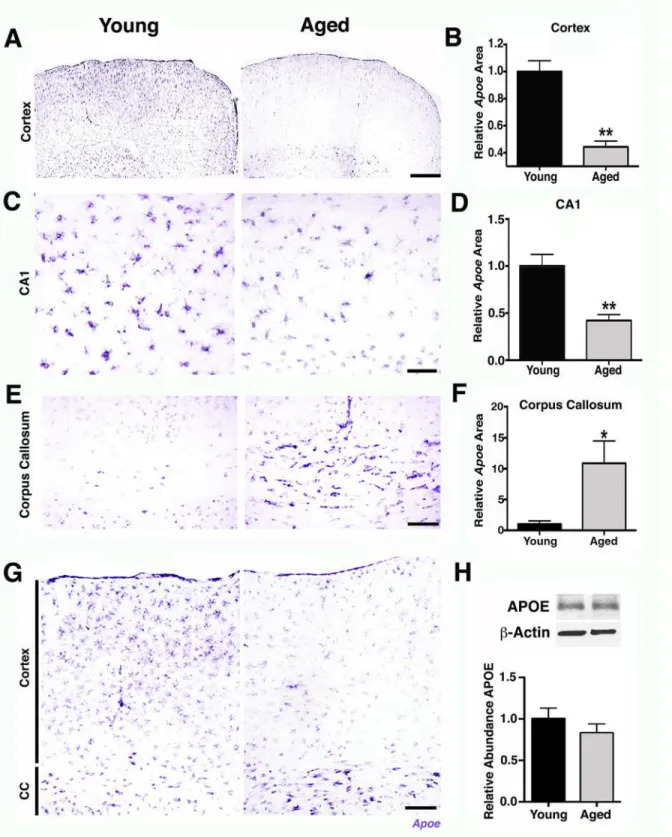 Fig 8. Apoe expression is reduced in the parietal cortex and CA1 of aged mice. (A) Representative sections of the FPC from young and aged brains hybridized with an Apoe riboprobe