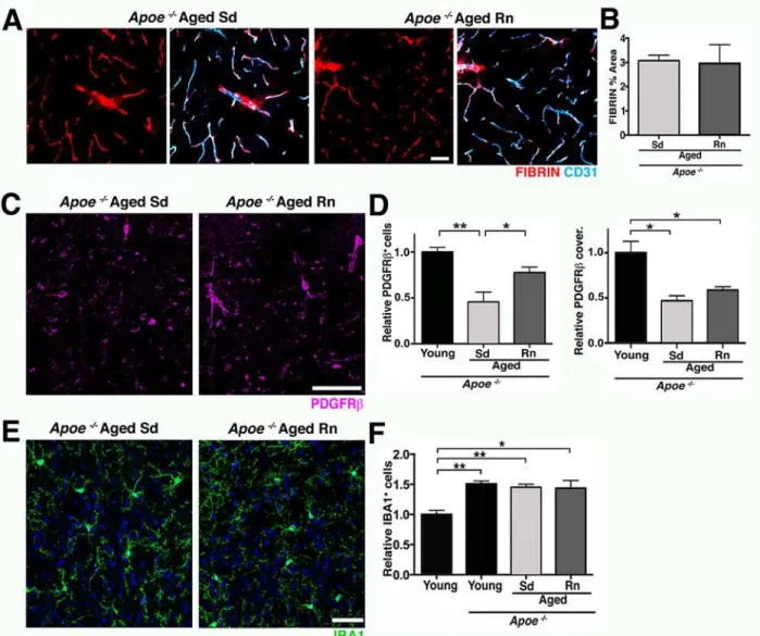 Fig 10. APOE is a contributor to exercise-induced preservation of neurovascular integrity