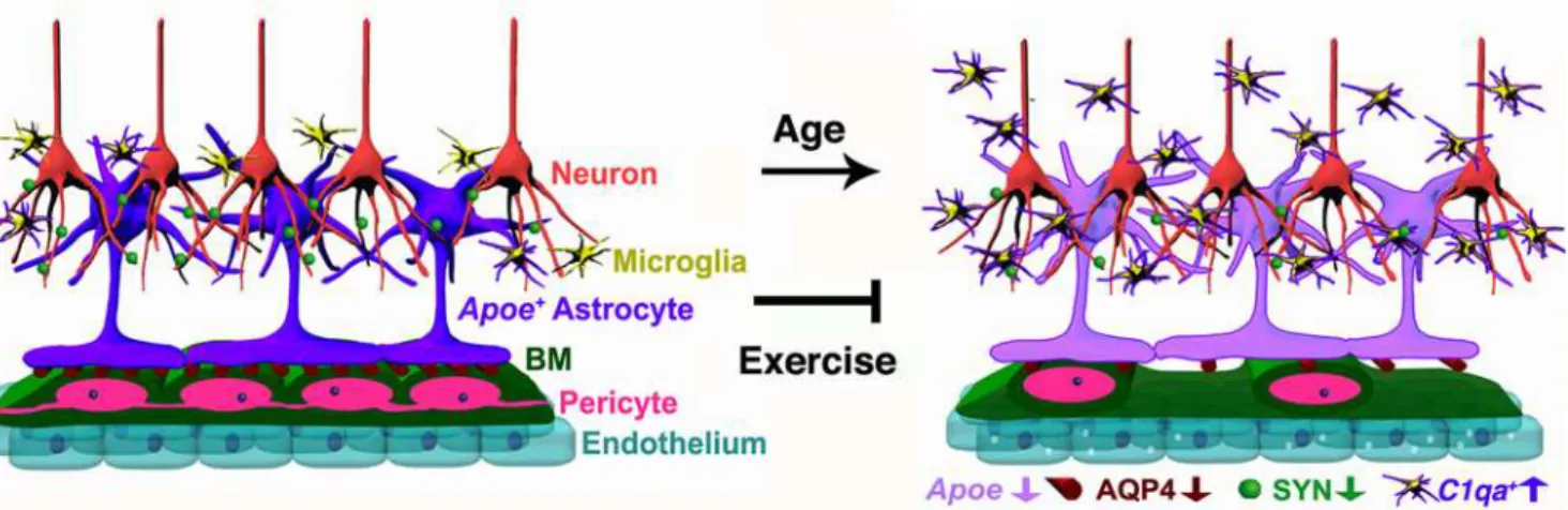 Fig 11. Schematic illustration of age-related changes in the neurovascular unit that are prevented by exercise