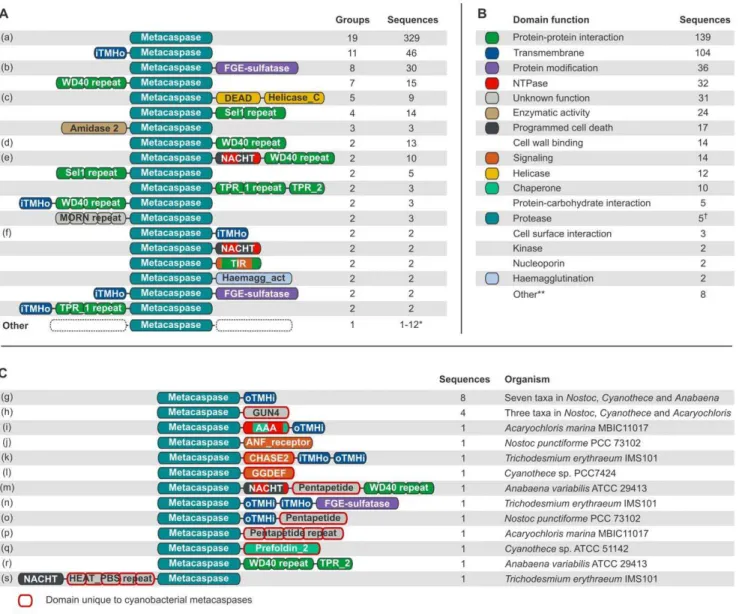 Figure 2. Prokaryotic metacaspase domain architectures and predicted functions. Domains and distances between domains are not drawn to scale, but the N- to C-terminal order is the same in all sequences sharing a particular domain architecture