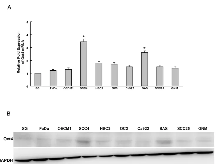 Figure 1. Determination of Oct4 expression in OSCC cells. Oct4 mRNA (A) and protein (B) expression in nine OSCC lines and one normal oral epithelial cell (SG) were examined by real-time RT-PCR analysis and western blotting