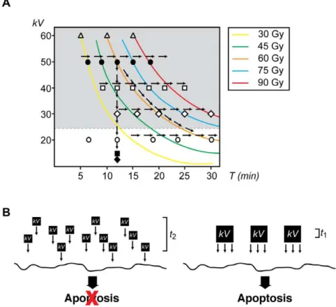 Figure 7. The energy-dependent model of the apoptotic response. A. Summary of all experimental conditions analyzed in this work