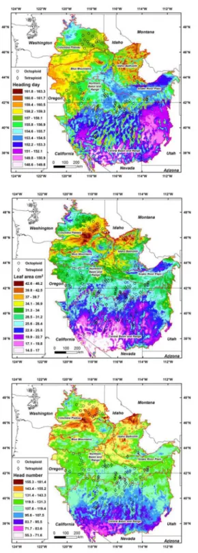 Fig 1. Maps of regression models for heading day, leaf area, and head number with climate variables for basin wildrye in the intermountain west