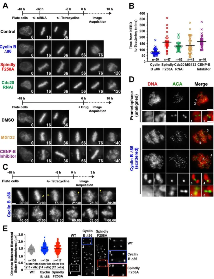 Figure 1. Chromosome scattering results from a prolonged metaphase arrest and is characterized by uncoordinated loss of chromatid cohesion