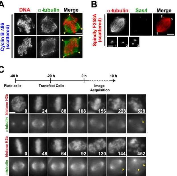 Figure 2. Chromosome scattering results in spindle defects that are secondary to loss of cohesion