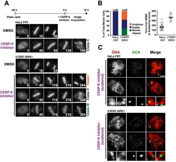 Figure 3. Chromosome scattering occurs in karotypically normal cells. (A) Selected images from time-lapse imaging sequences of cells expressing histone H2b:mRFP for HeLa FRT and hTERT-RPE1 cells treated with a CENP-E inhibitor