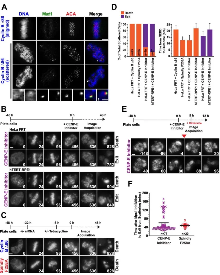 Figure 4. The spindle assembly checkpoint is reactivated upon loss of cohesion and is required to maintain the scattered state