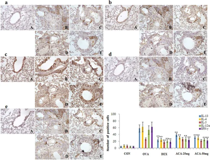 Figure 5. ACA reduced expression of Th2 and Th1 cytokines in OVA-induced asthma. Treatment with ACA reduced (a) IL-13 expression and (b) almost completely blocked IL-4 expression in the lungs