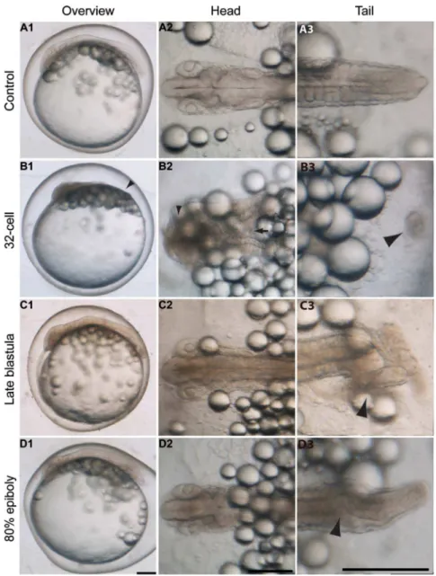 Figure 1. Stage specific inhibition of Bmp in K. marmoratus . Embryos were exposed to 100 mM dorsomorphin at the 32-cell (B), late blastula (C) and 80% epiboly (D) stages of development