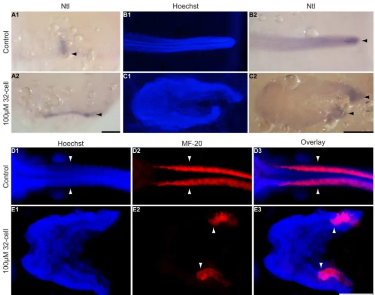 Figure 4. Somites and the notochord are divided in the splitbody phenotype. K. marmoratus embryos were exposed to 100 mM dorsomorphin at the 32-cell stage and fixed 1 and 4 days post-fertilization in order to stain the notochord by in situ hybridization us