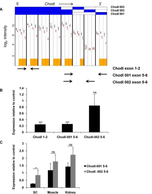 Figure 5. Alternative splicing of Chodl. (A) Graphical output of the exon-level analysis for Chodl
