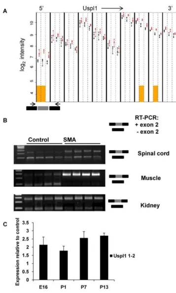 Figure 6. Alternative splicing of Uspl1. (A) Graphical output of exon-level analysis for Uspl1