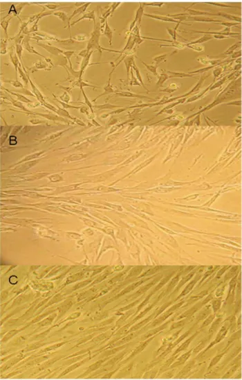 Figure 3. Cyclic stretch impacts HTS fibroblast morphology. A.