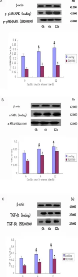 Figure 4. Cyclic stretch results in decreased expression of P- P-p38MAPK, a-SMA and TGF-b1
