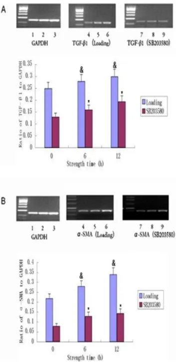 Figure 5. Effects cyclic stretch on a-SMA and TGF-b1 mRNA expression. Primary cultures of fibroblasts (16 10 6 cells) were exposed to cyclic stretch for 0 h, 6 h and 12 h without (loading) or with p38MAPK inhibitor (SB203680)