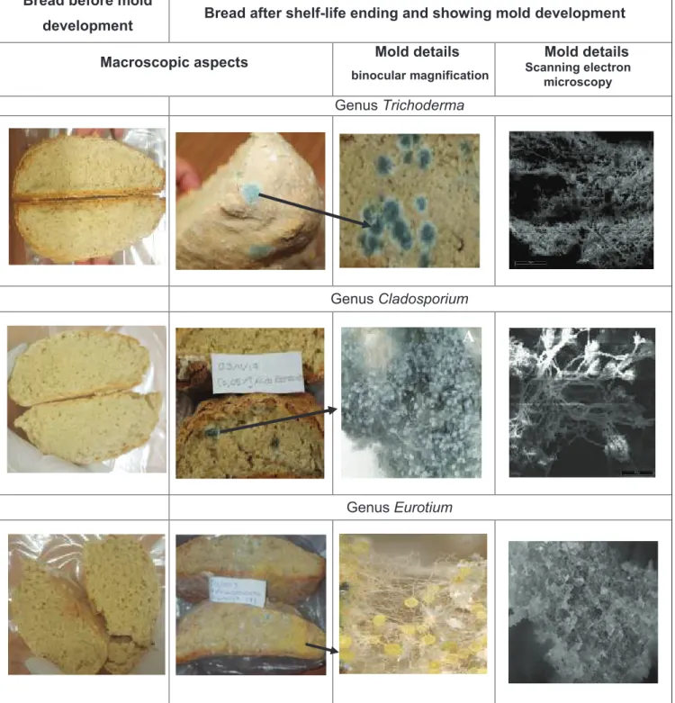 Fig 2. Macroscopic and microscopic aspects showing mold development after shelf-life ending of the bread produced with FariRamos, AJMiranda  and Nacional flours and sprayed with food additives.